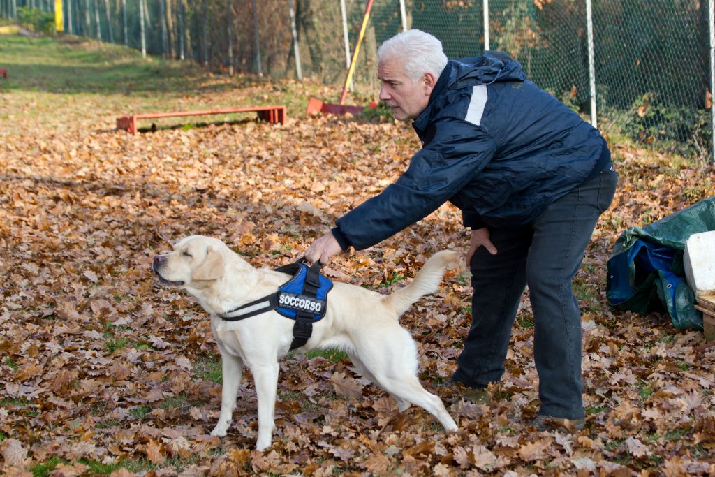 Easydog school