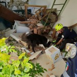 Amatrice: esercitazione cinofila